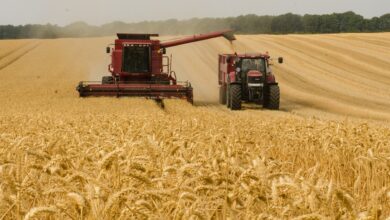 Стало відомо, скільки насправді полів з українським врожаєм контролюють окупанти